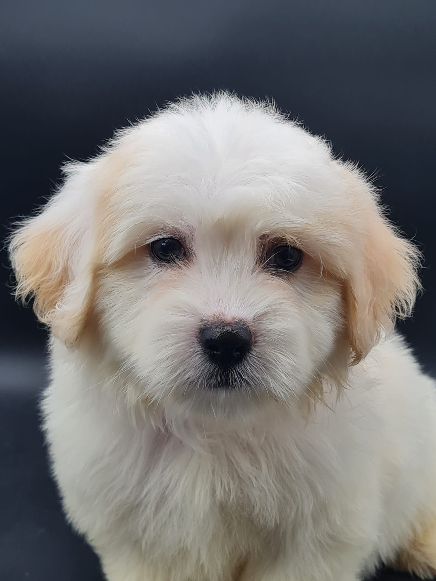 Chiot coton de tuléar mâle