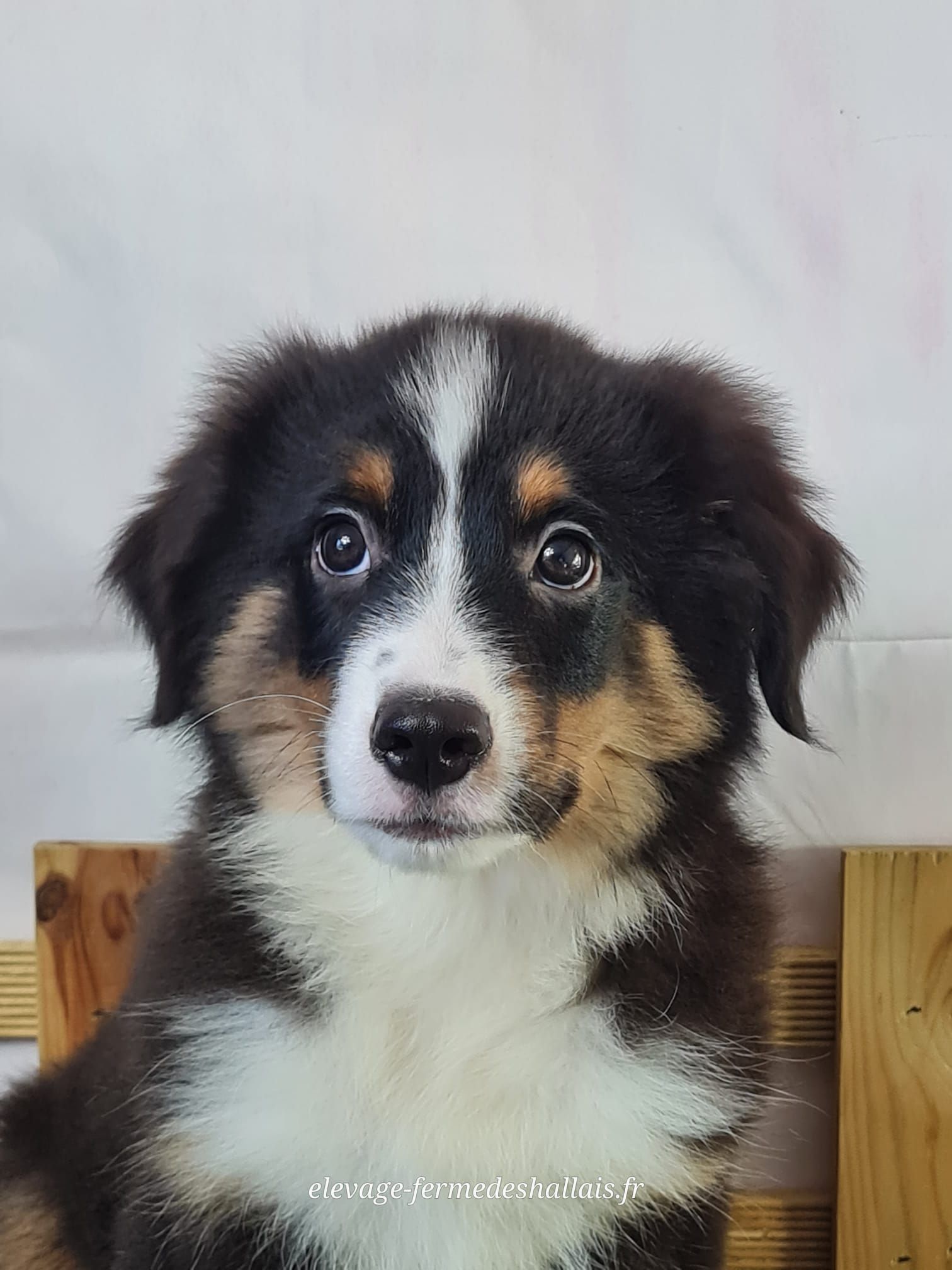 Chiot berger américain mâle