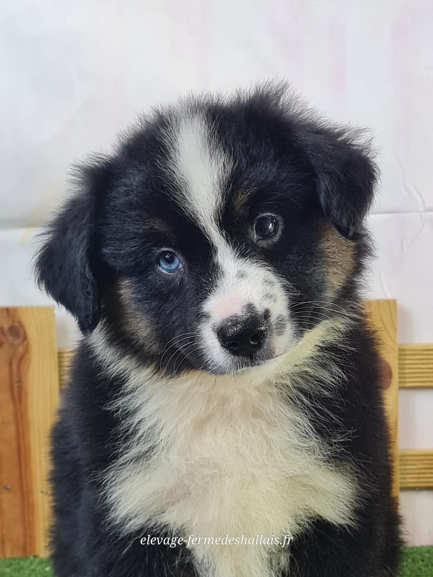 Chiot berger américain miniature noir tricolore mâle