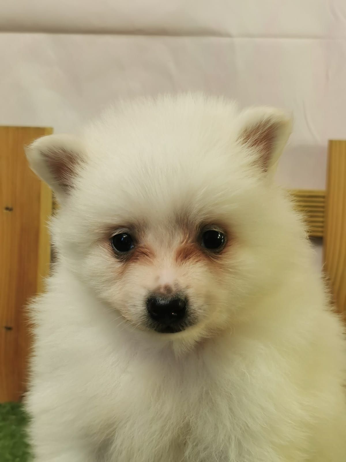 Chiot spitz volpino mâle