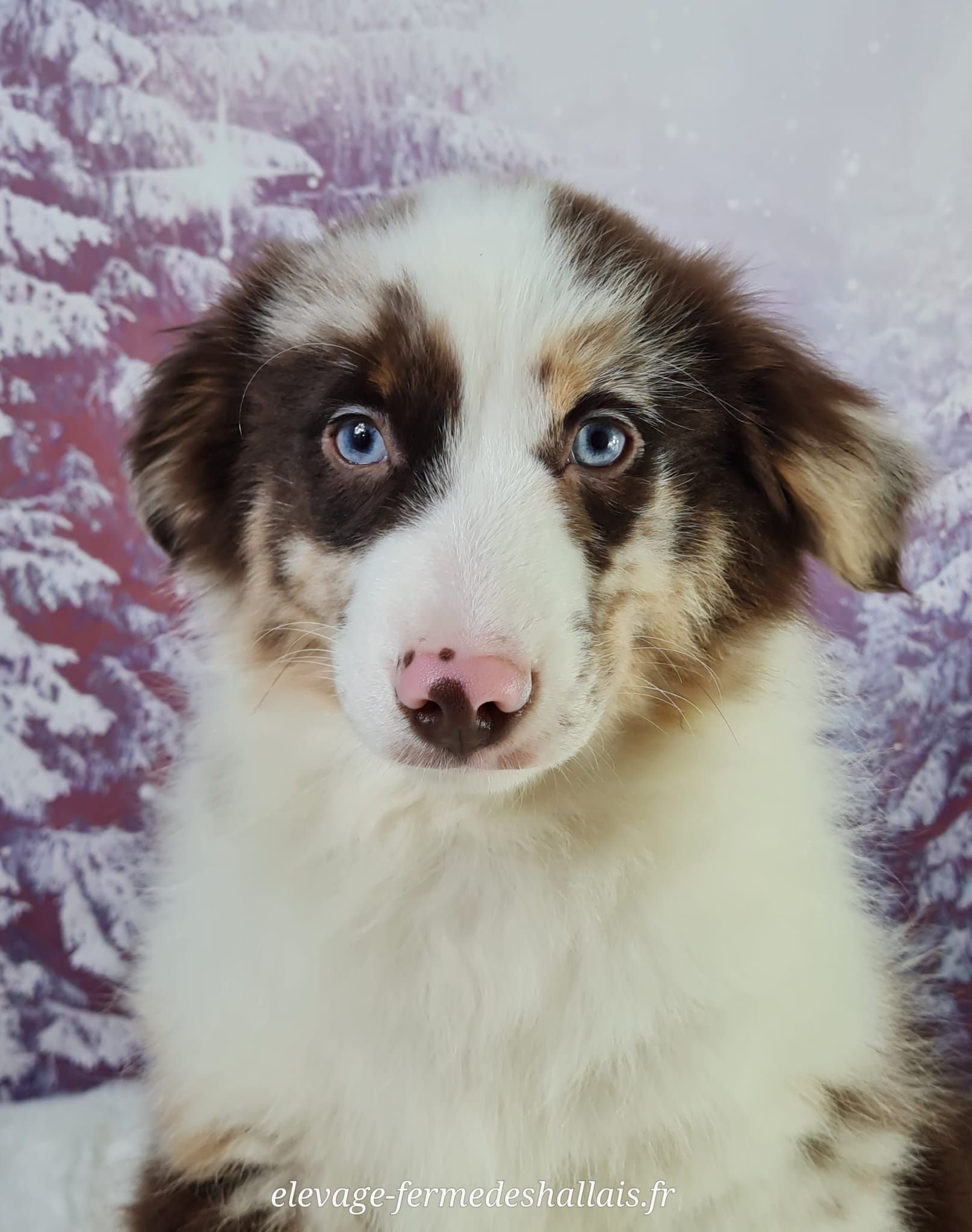 Chiot berger américain miniature mâle rouge merle