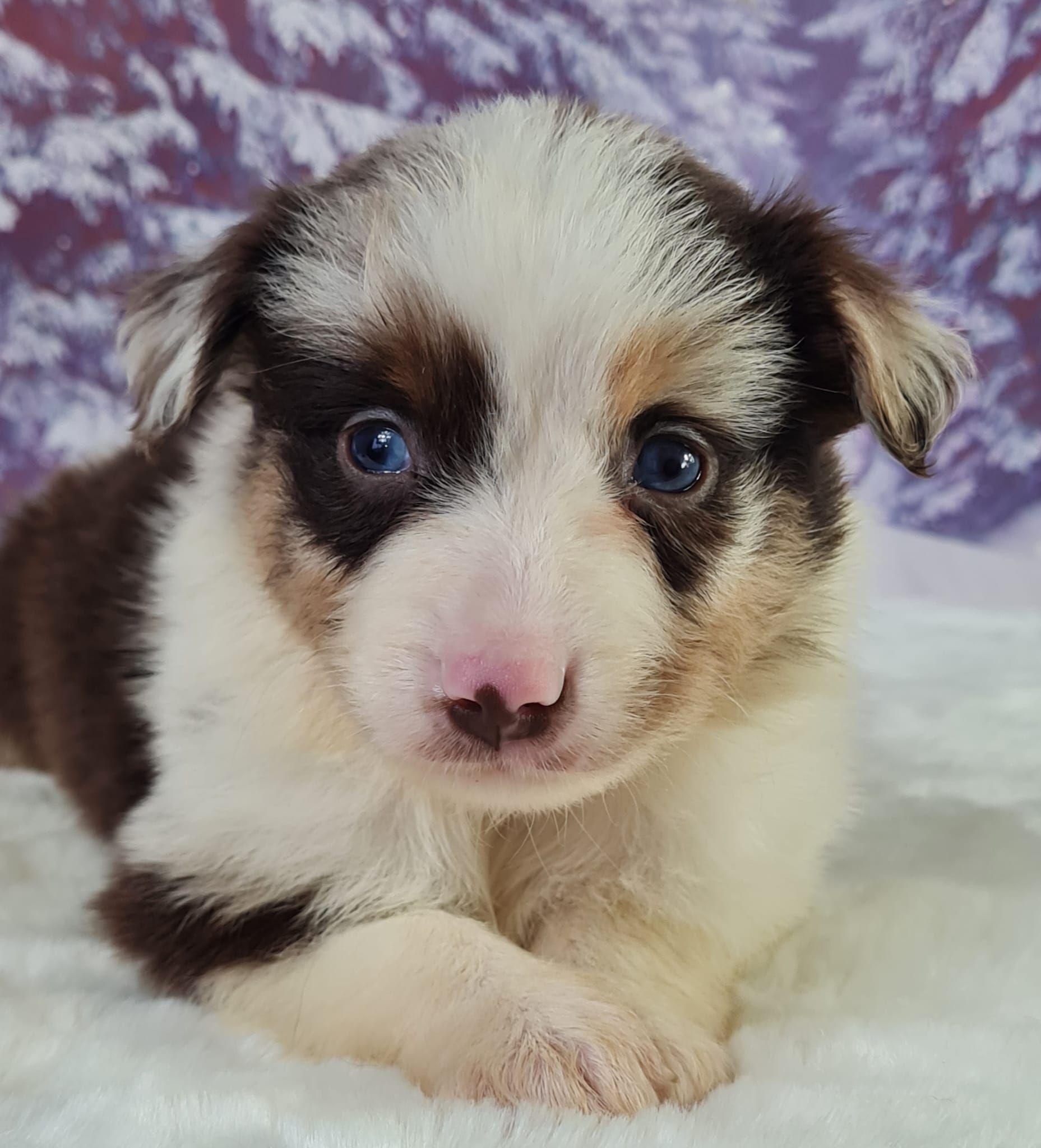 Chiot berger américain miniature mâle rouge merle