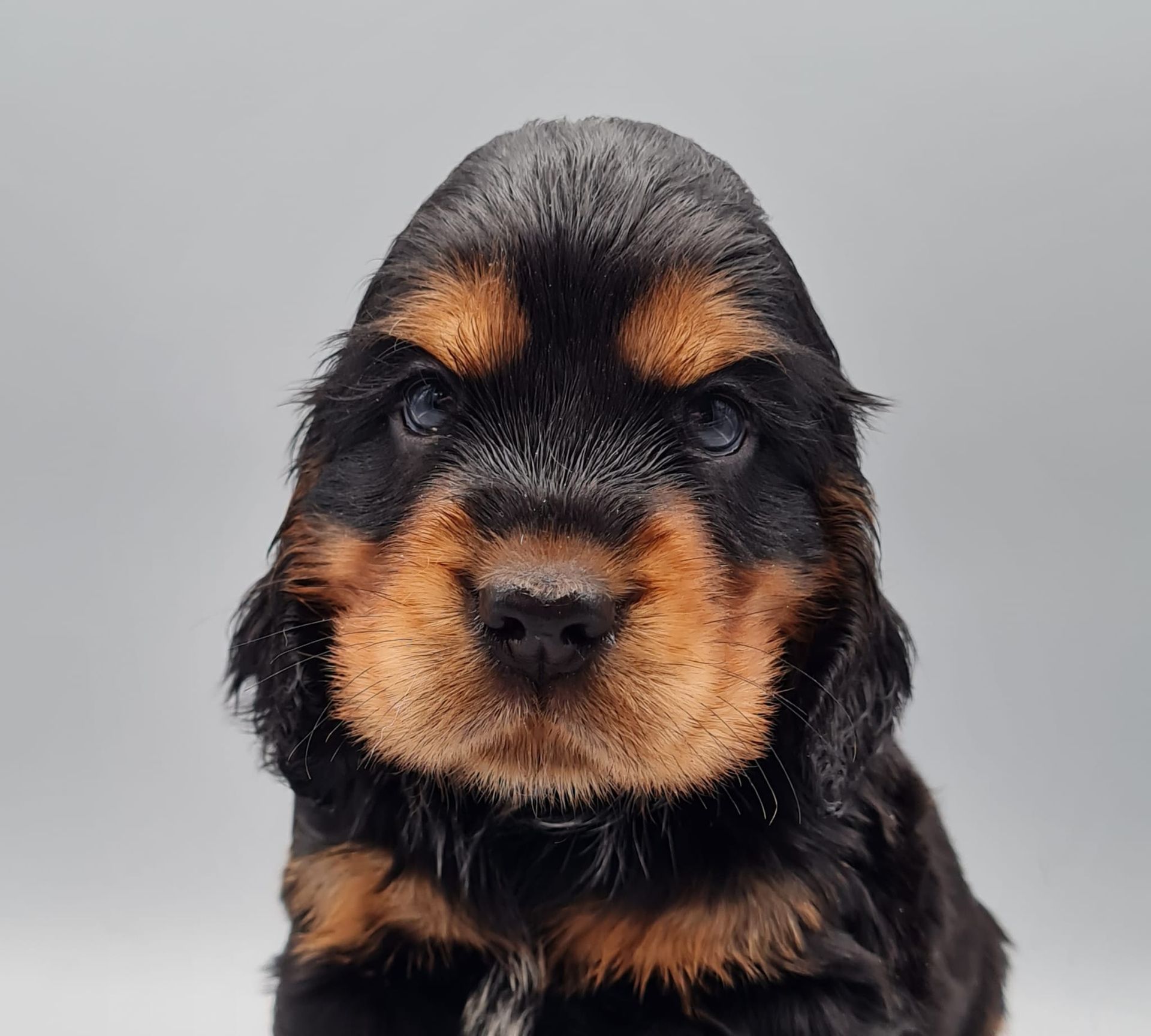 Chiot cocker spaniel anglais noir et feu mâle