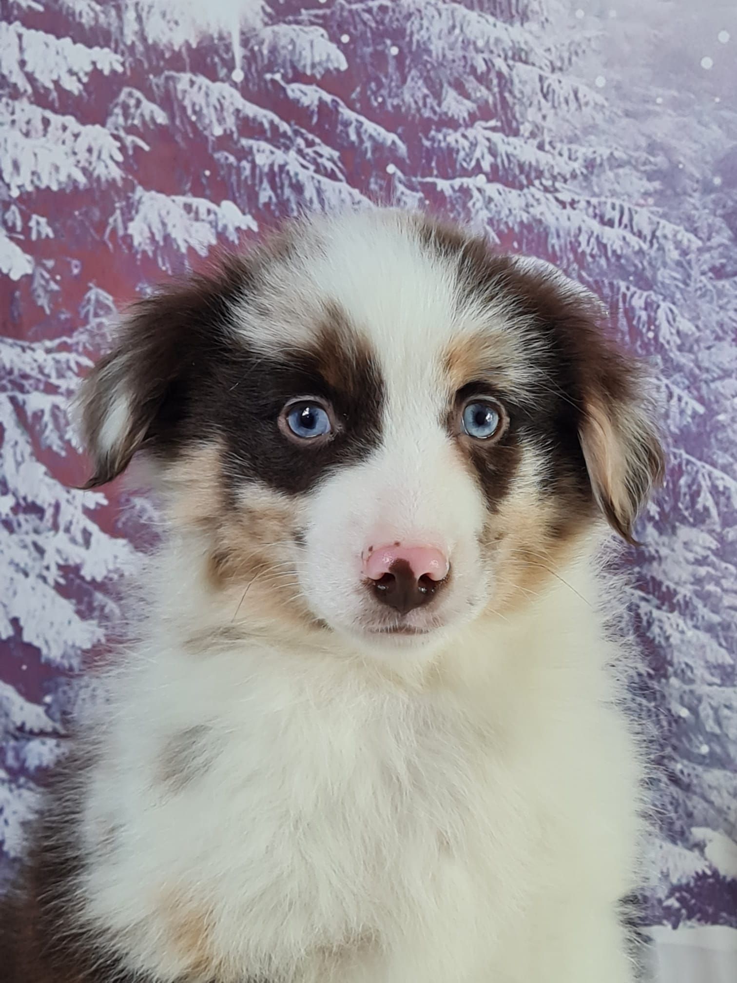 Chiot berger américain miniature mâle rouge merle