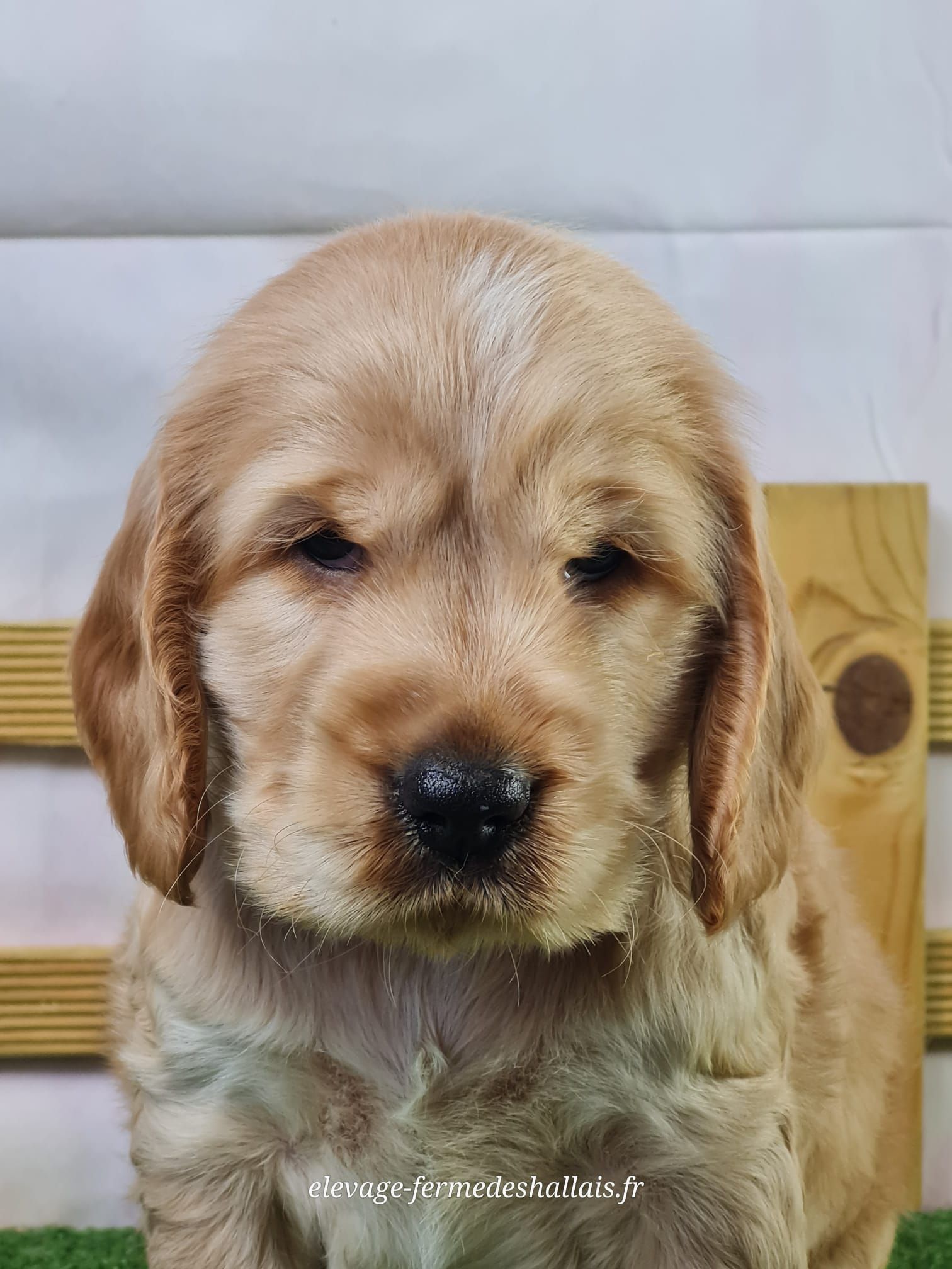Chiot mâle cocker spaniel anglais