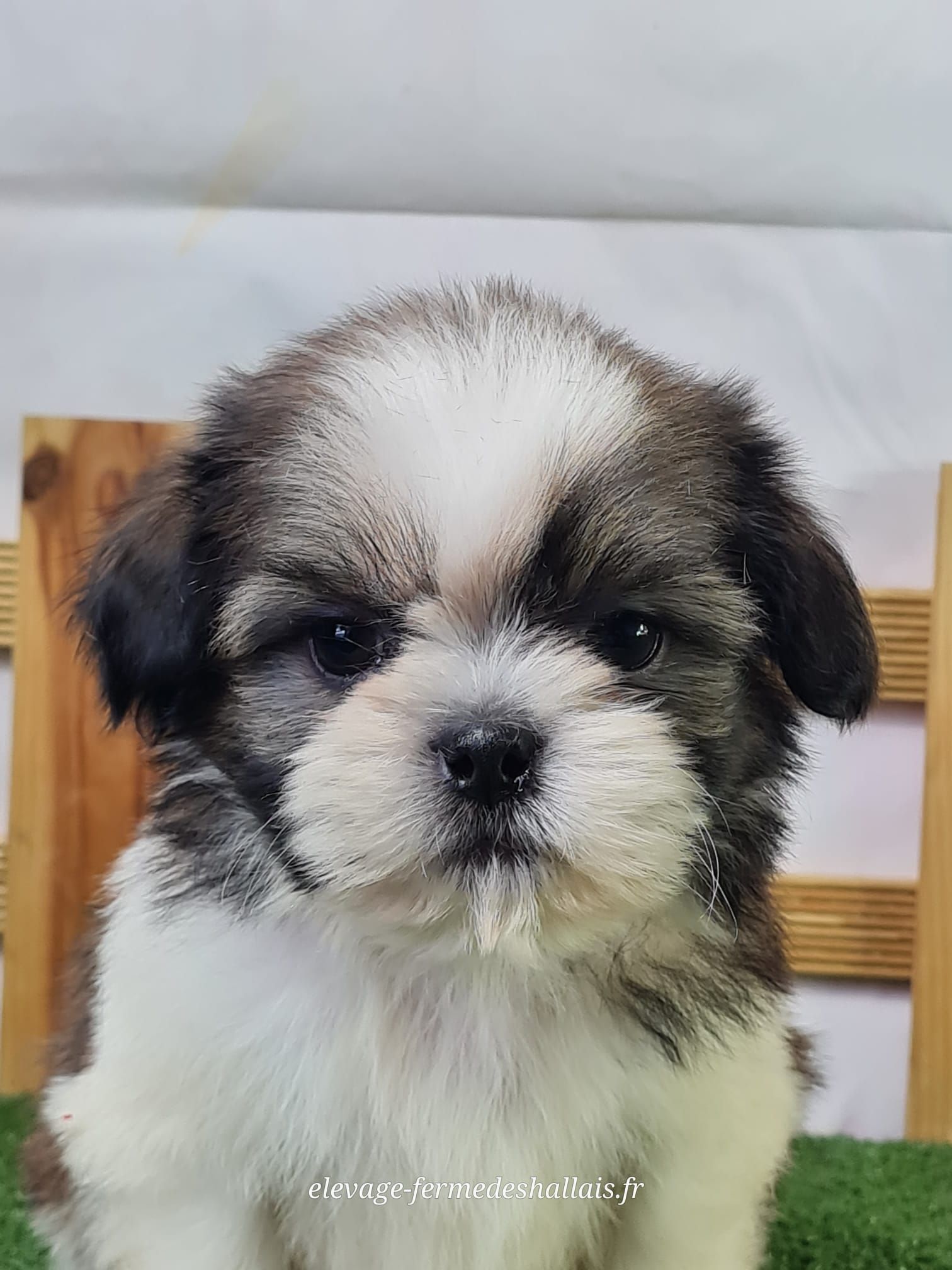 Chiot mâle shih tzu