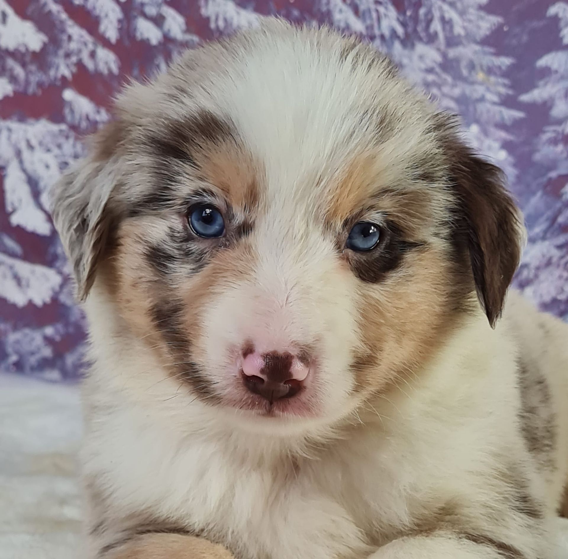 Chiot berger américain miniature mâle rouge merle