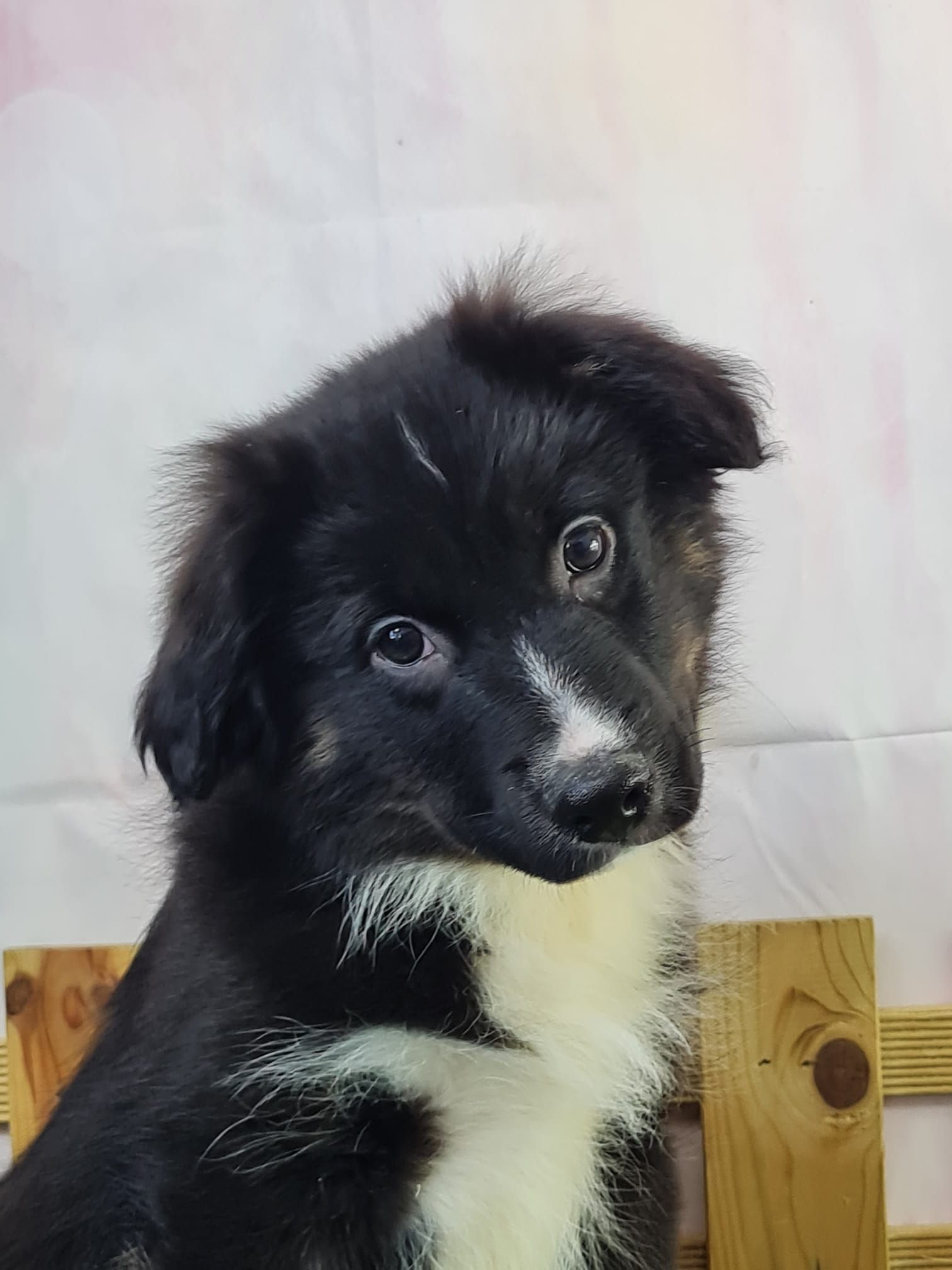 Chiot berger américain miniature mâle couleur noir et blanc aux yeux marron.