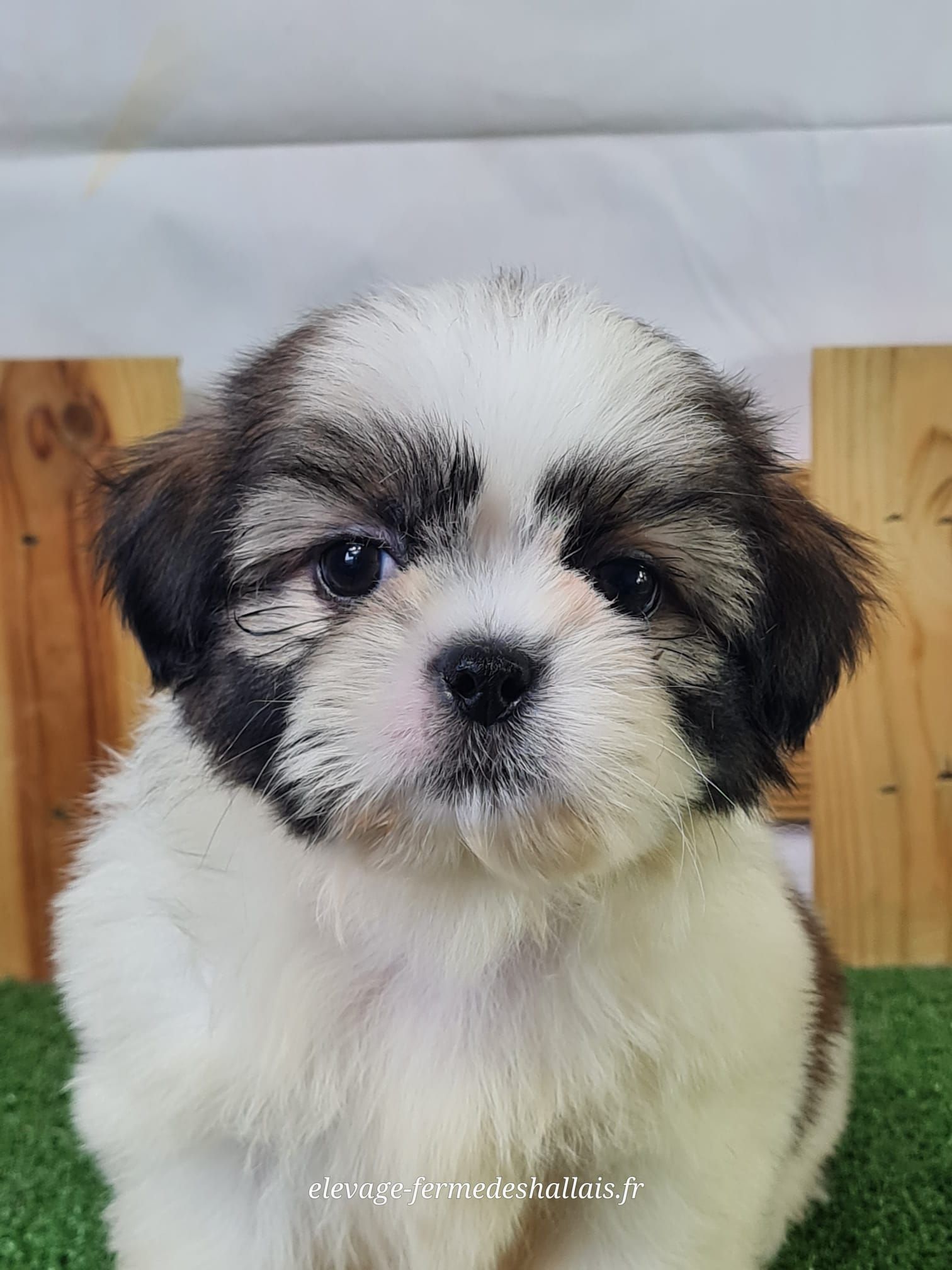 Chiot mâle shih tzu