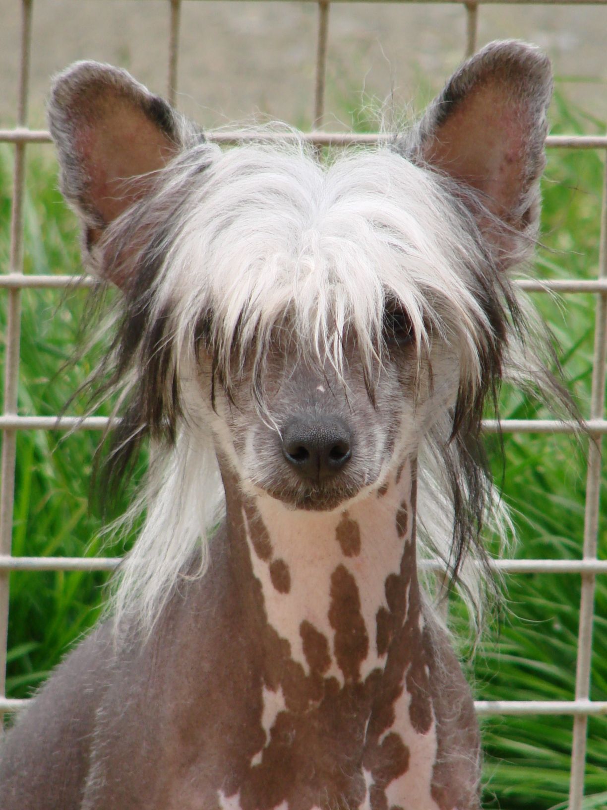Chiot Chien chinois à crête noir et blanc sur une surface en bois.