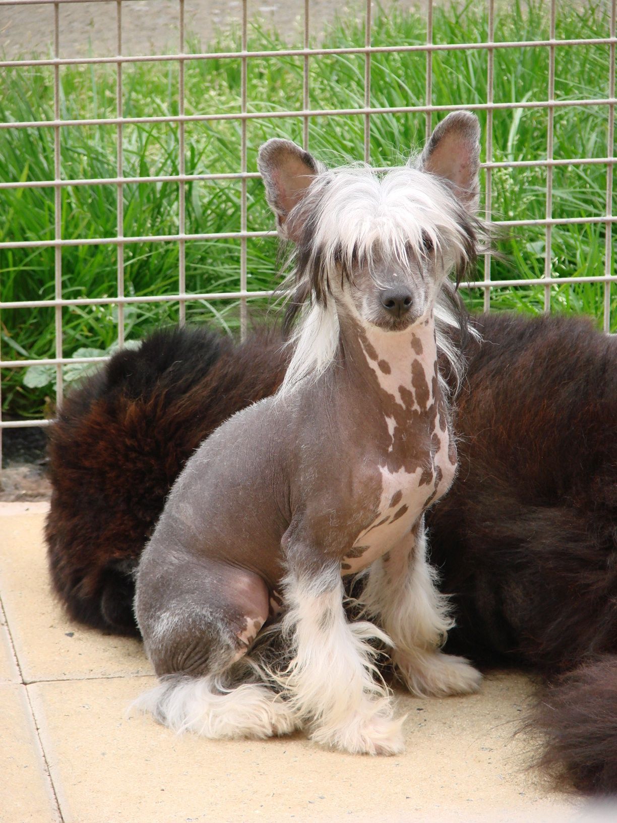 Chien chinois à crête mâle variété nue