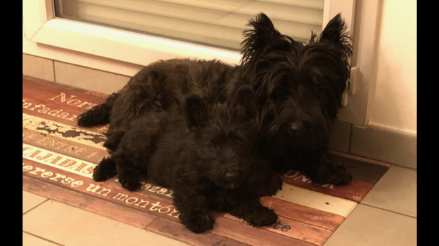 Oliver et Twist
