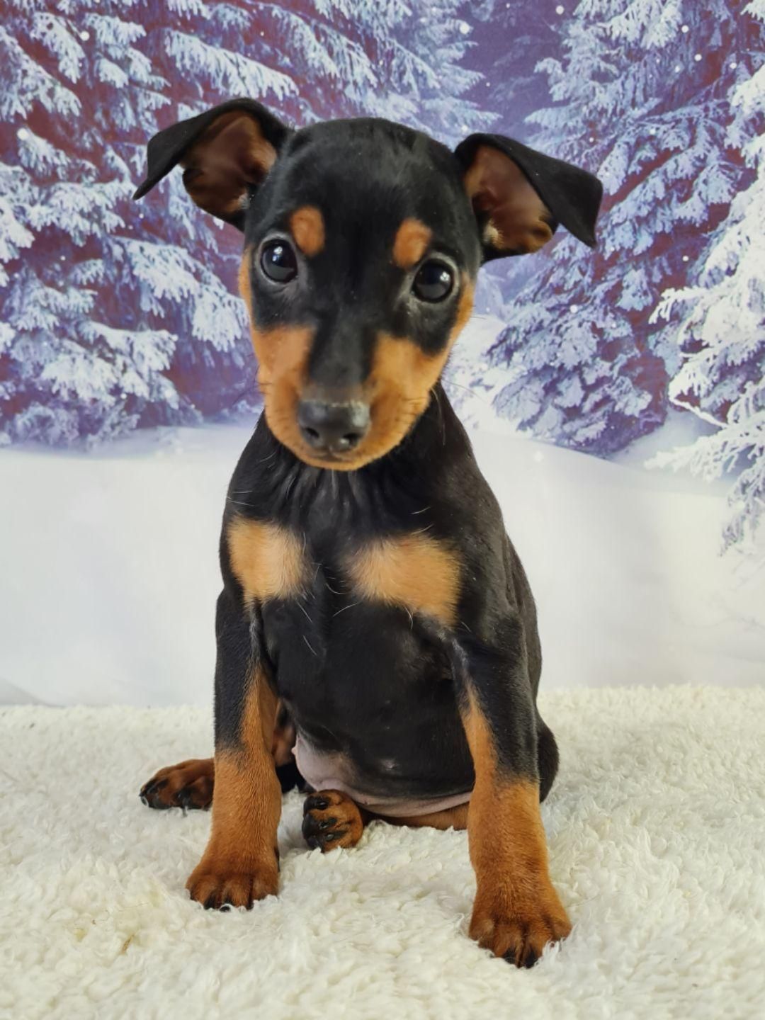Jeune pinscher