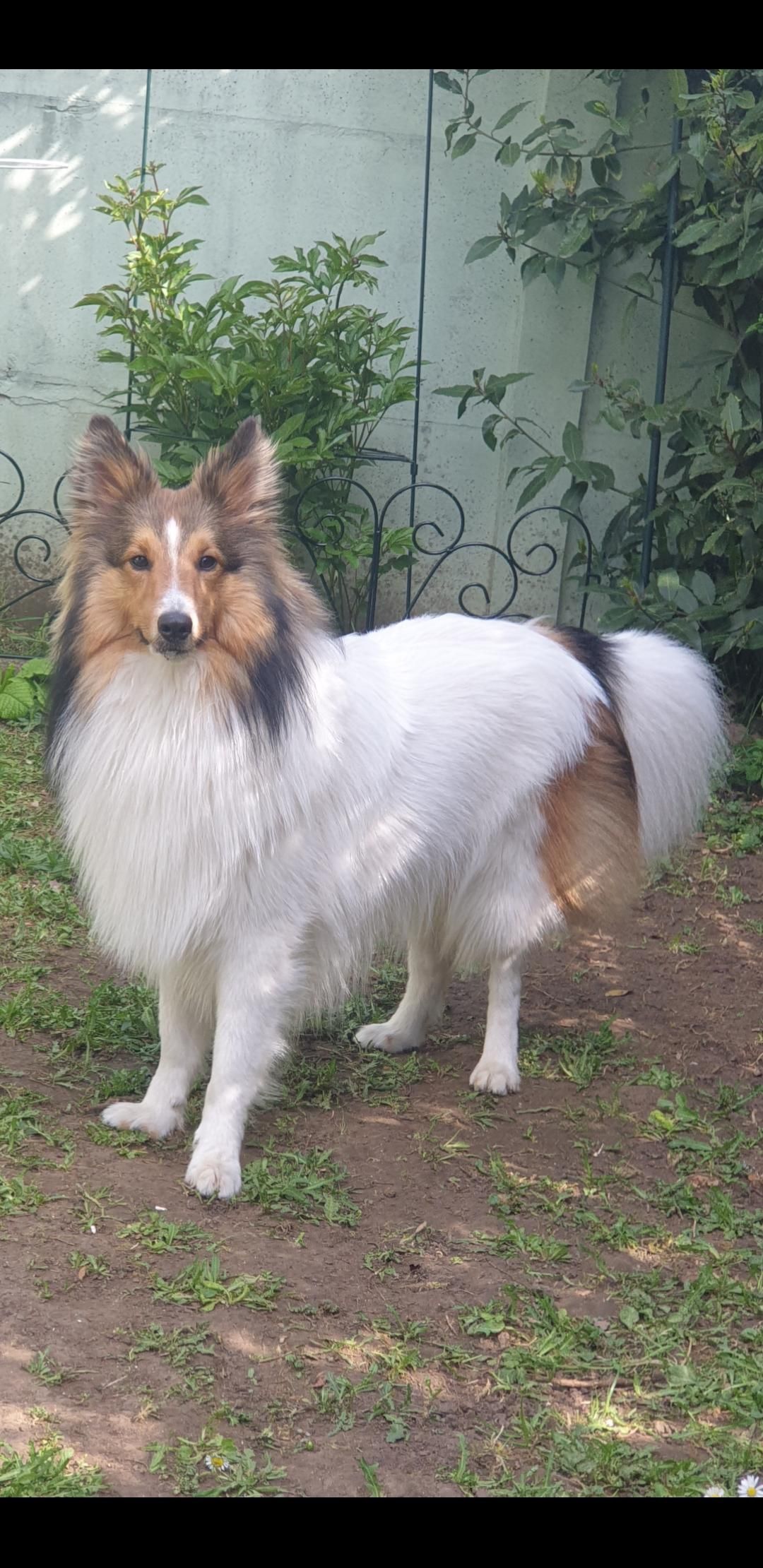 Rama dans le jardin