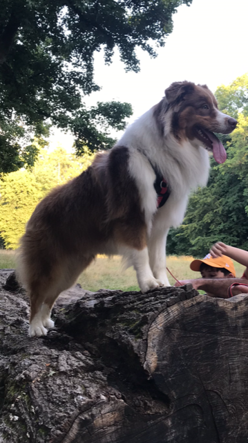 Chiot Shih Tzu noir et blanc debout sur un arbre - La Ferme des Hallais à Tours