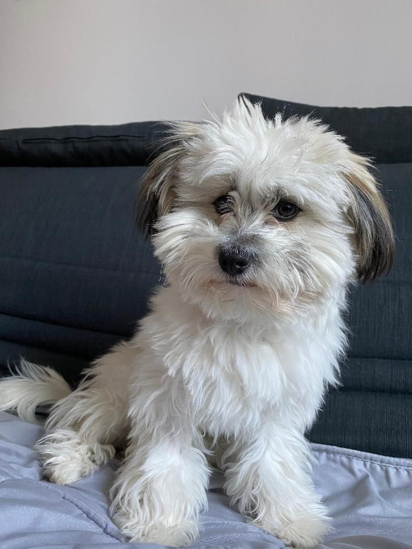 Chiot Coton de Tulear blanc et gris assis - La Ferme des Hallais à Tours