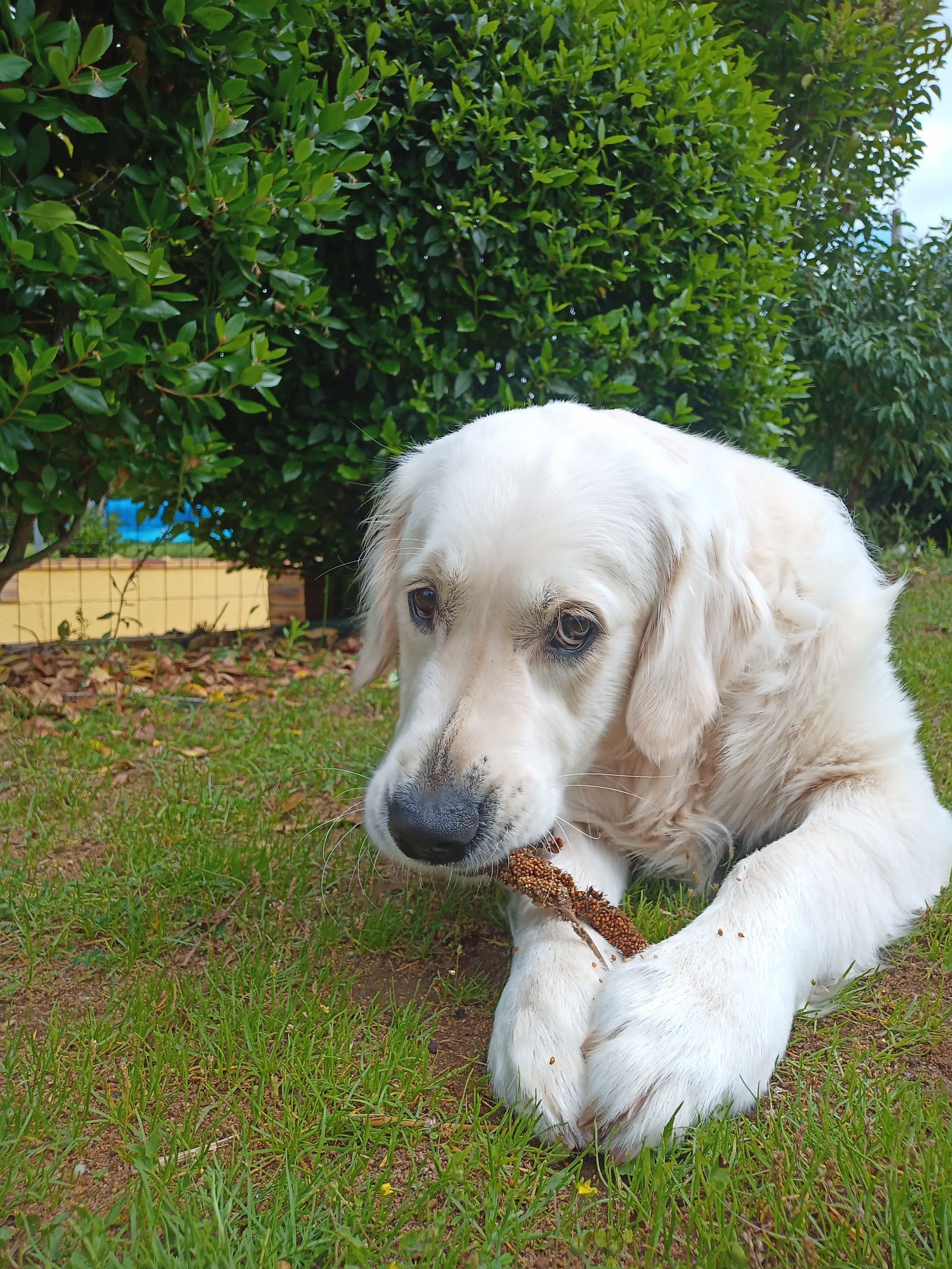 Rio, le golden retriever timide