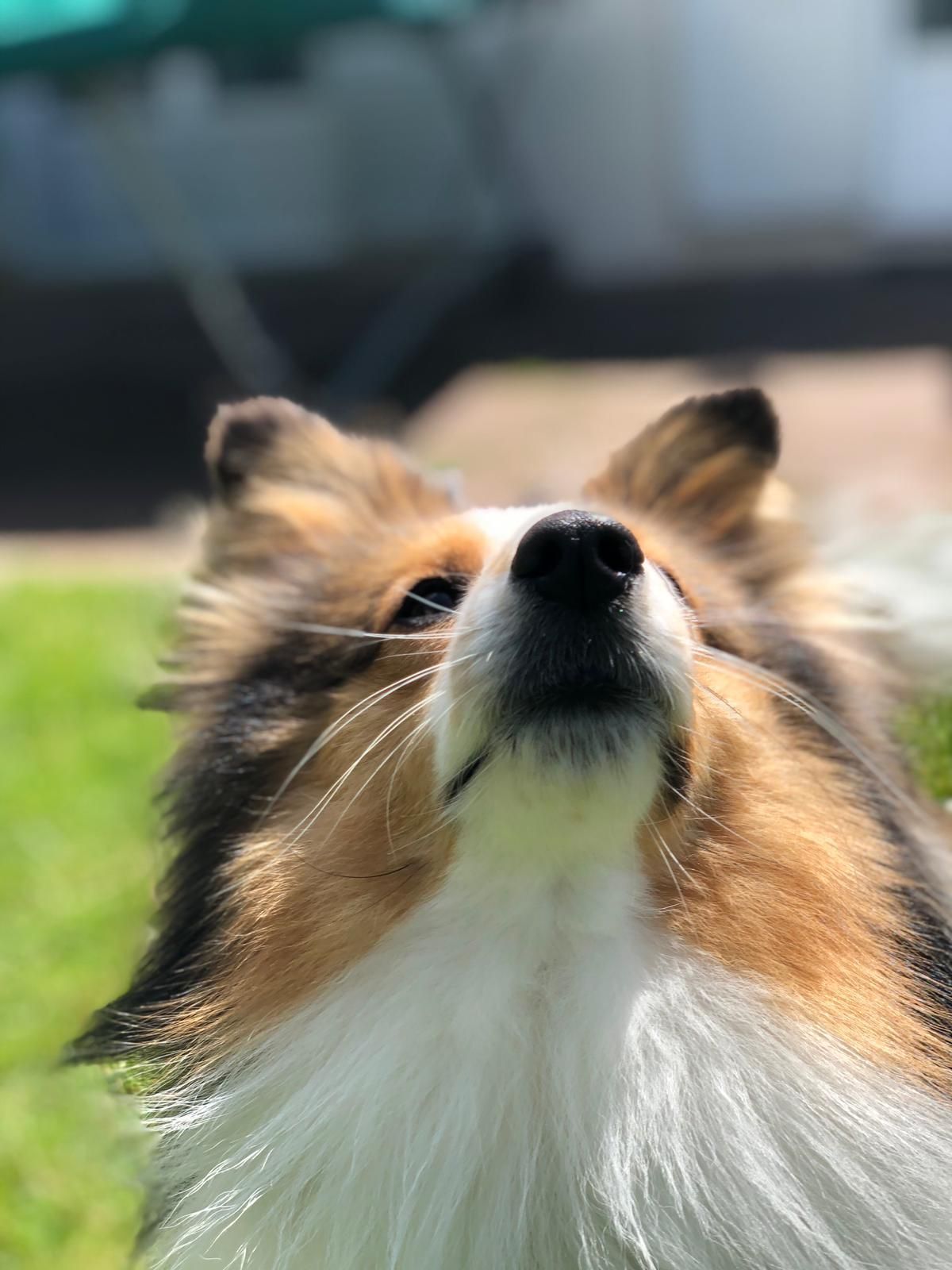 Rolex regarde le soleil