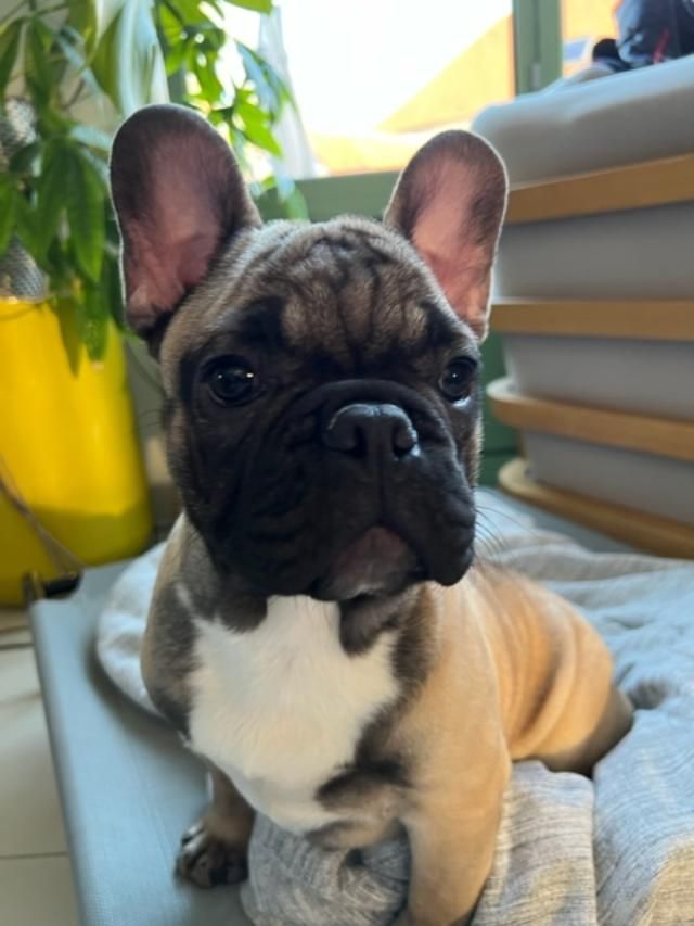Rom dans sa nouvelle famille