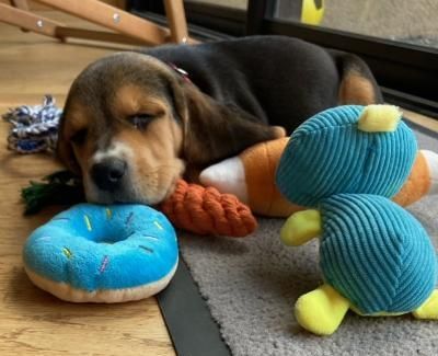 Saga pendant sa sieste