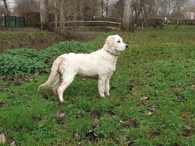 Sally le golden retriever blanc