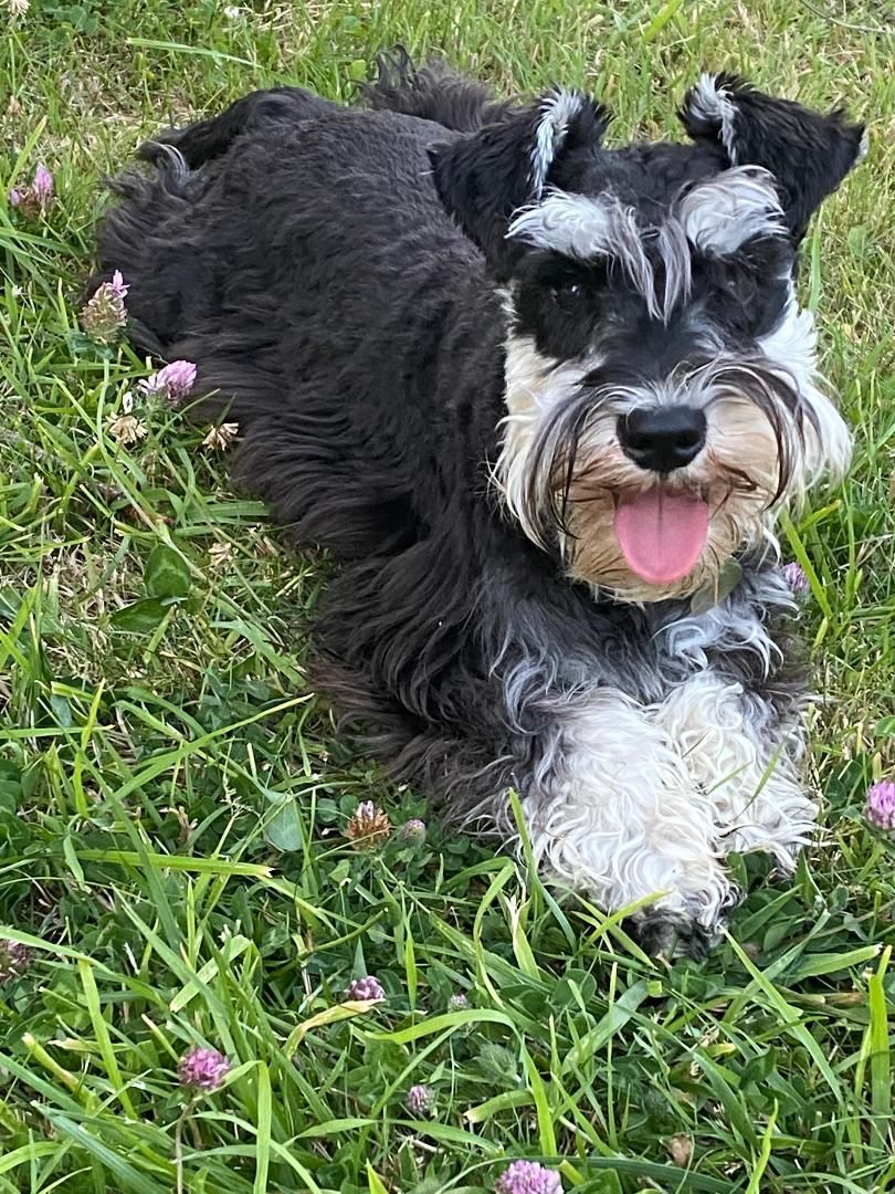 Samson allongé dans le jardin