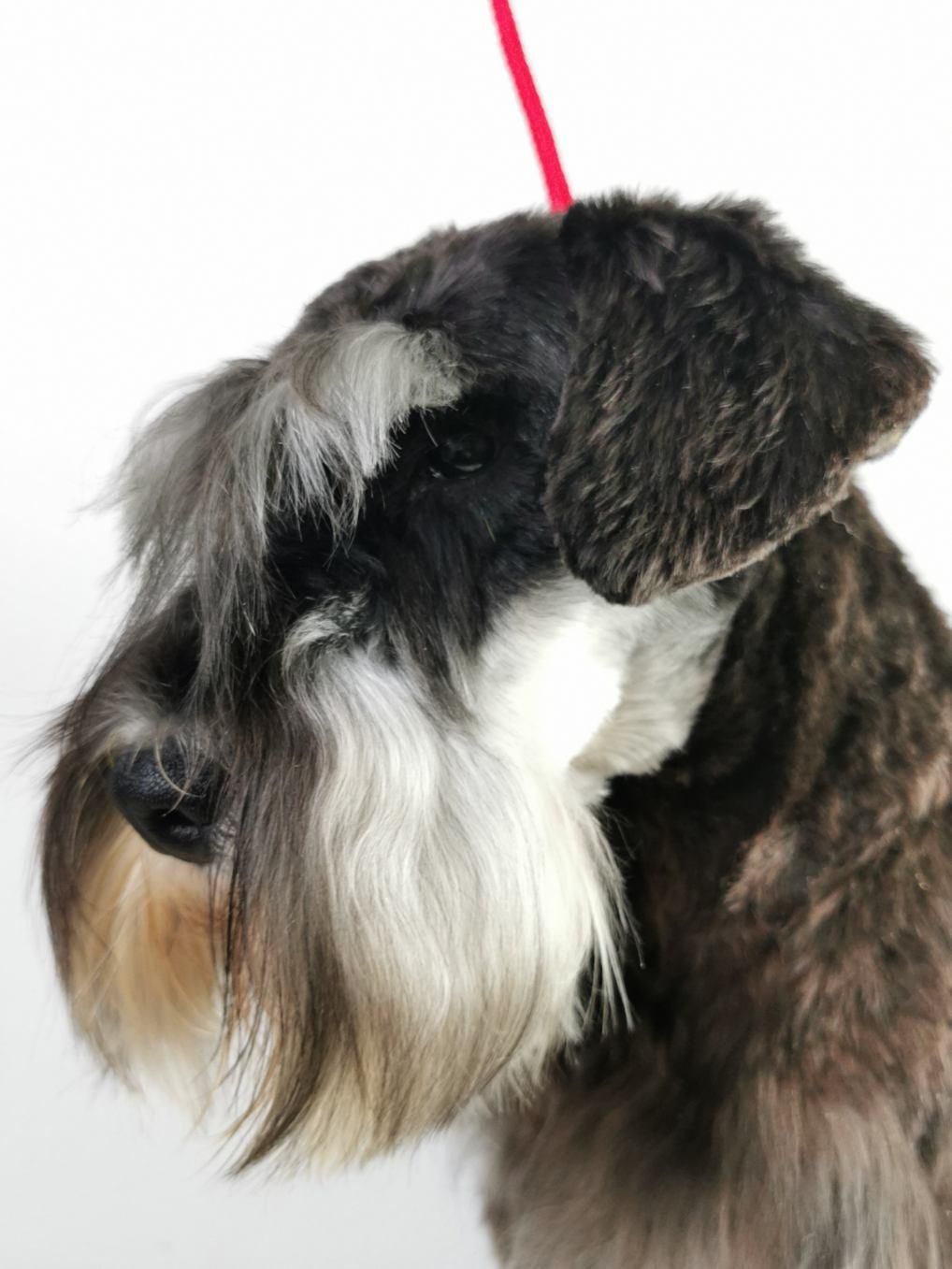 Profil d'un schnauzer