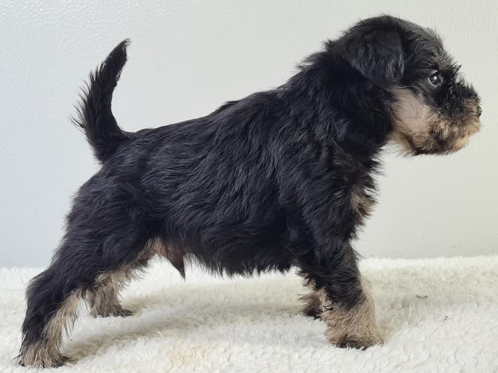 Schnauzer debout sur une serviette