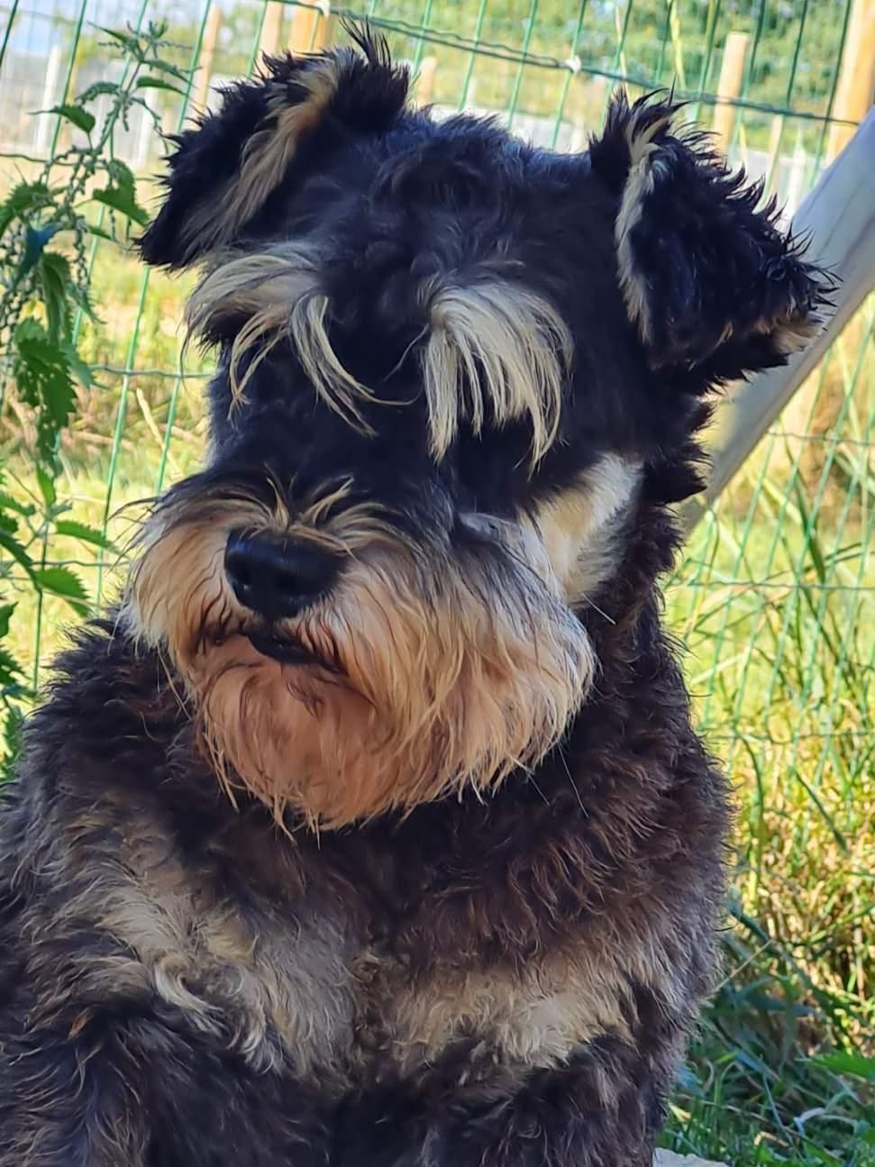 Schnauzer nain