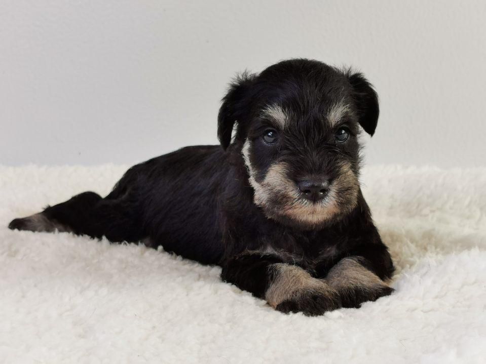 Schnauzer posé sur une serviette