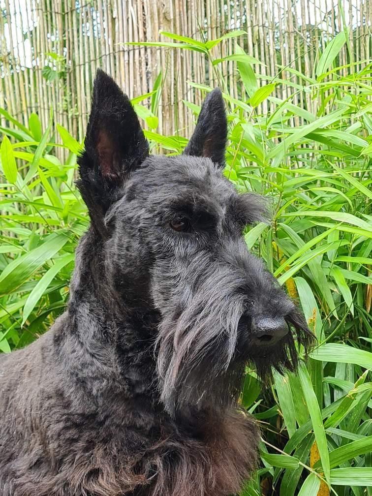 Scottish dans la nature