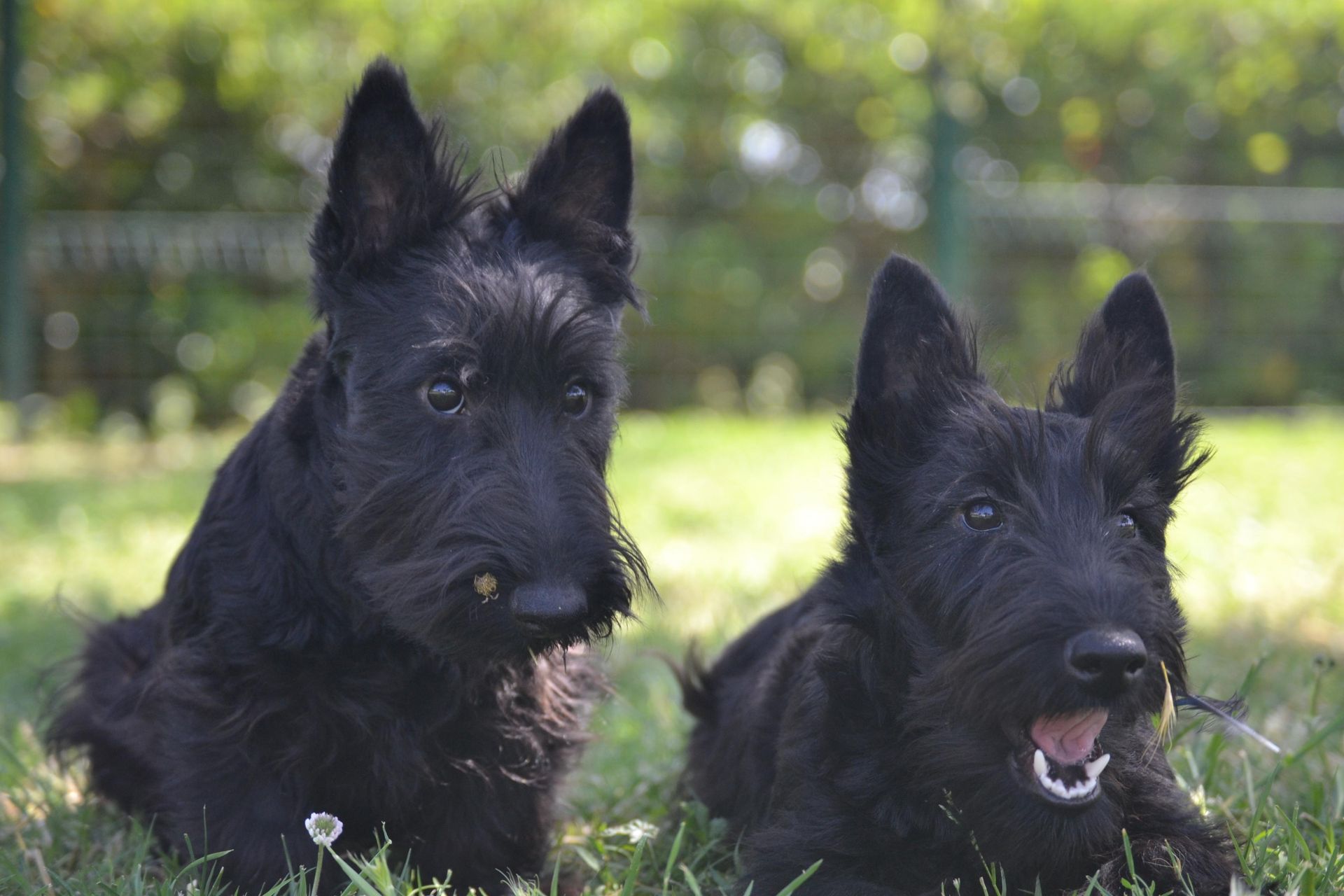 Deux chiens scottish côte à côte