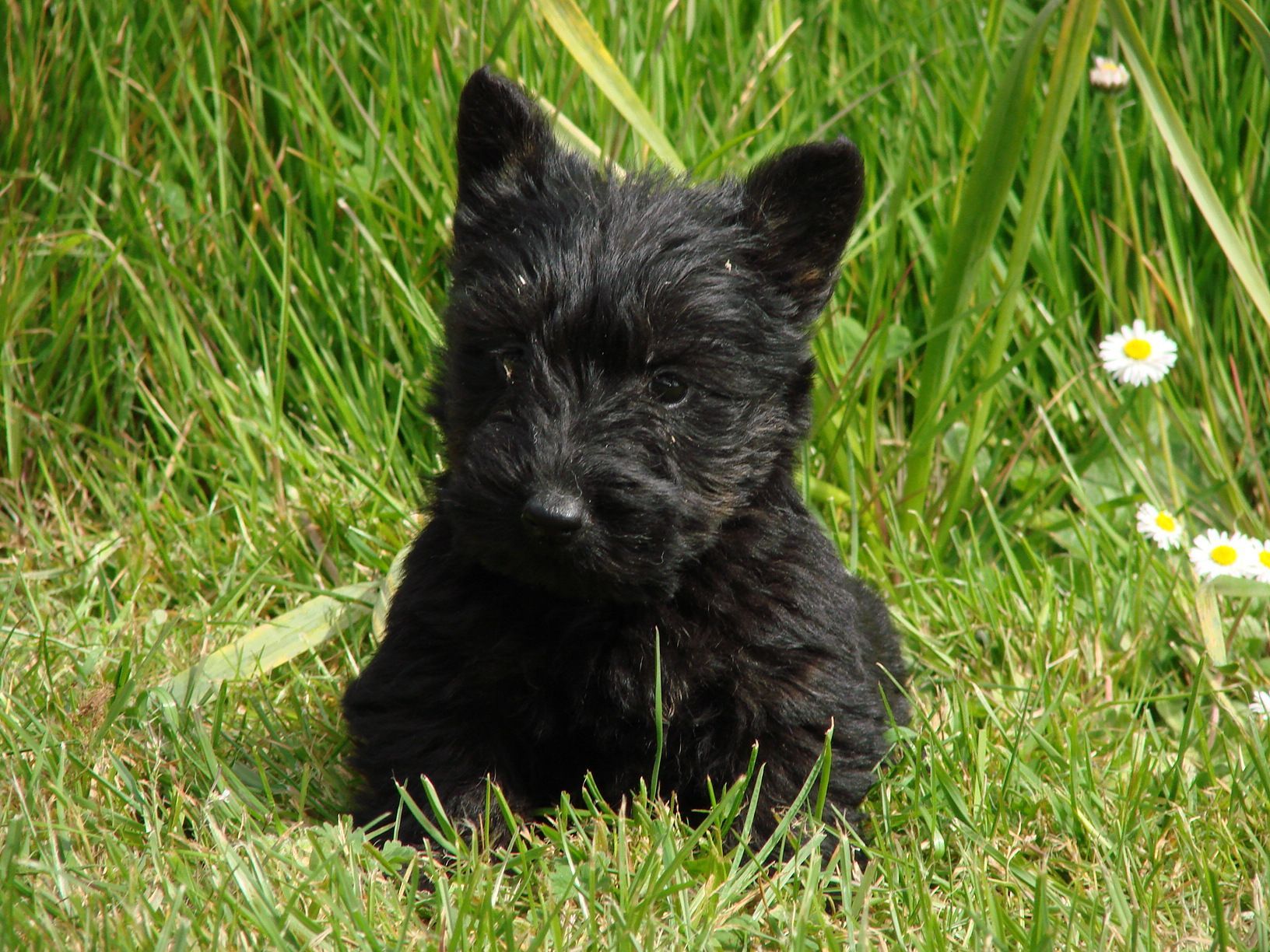 Jeune scottish allongé dans l'herbe