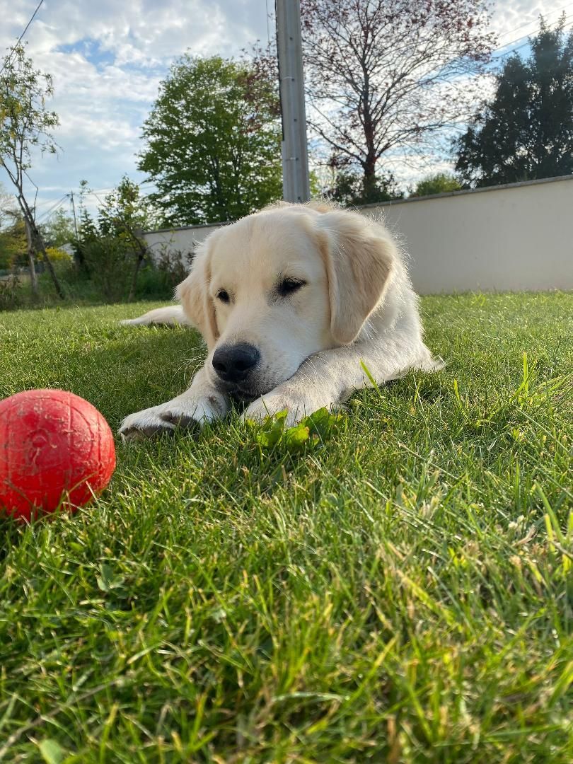 Seth le golden retriever  - La Ferme des Hallais à Tours