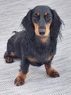 Shadow fait le beau  - La Ferme des Hallais à Tours