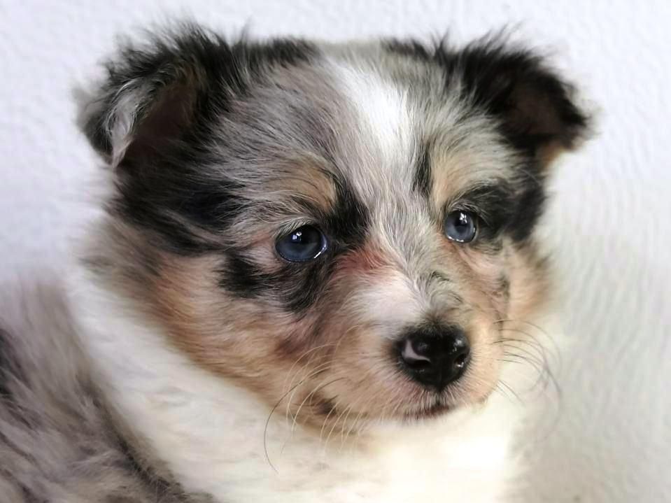 Chien de berger tricolore