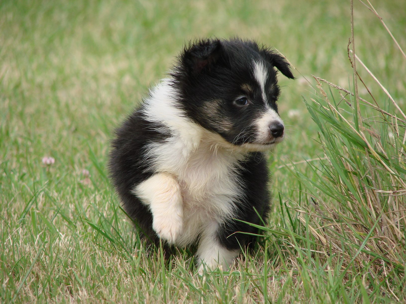 Jeune berger des shetland dans l'herbe