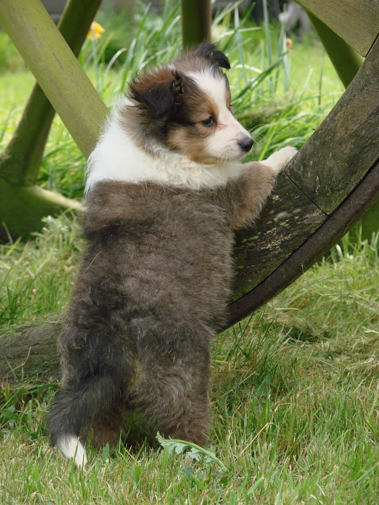 Jeune berger des shetland s'appuyant sur une roue