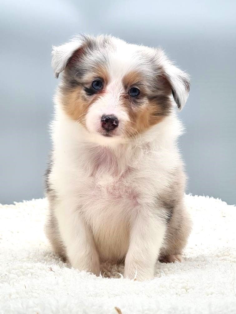 Très jeune chiot la tête penchée