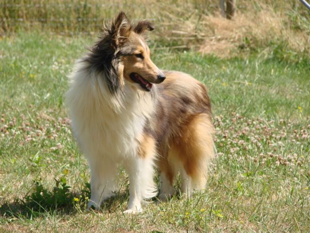 Berger des shetland dans un jardin