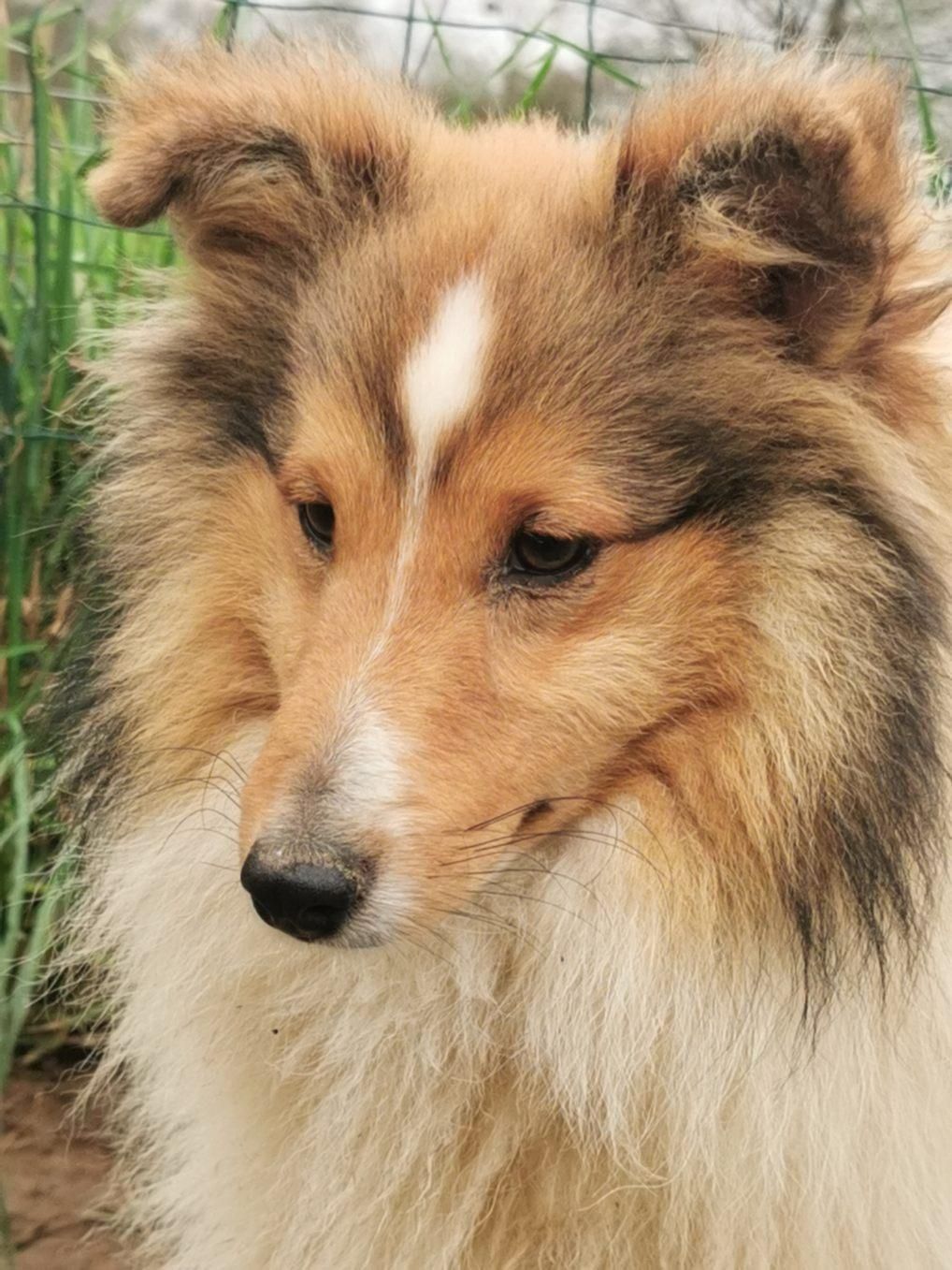 Portrait d'un berger des shetland