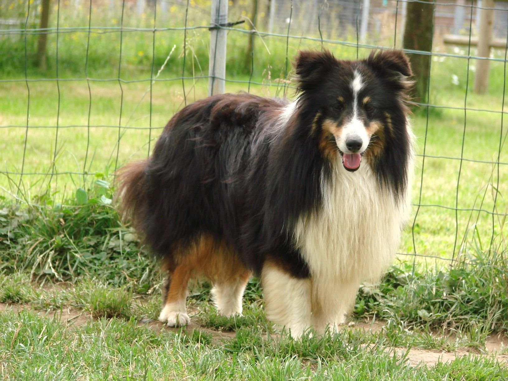 Chien berger des shetland près d'un grillage