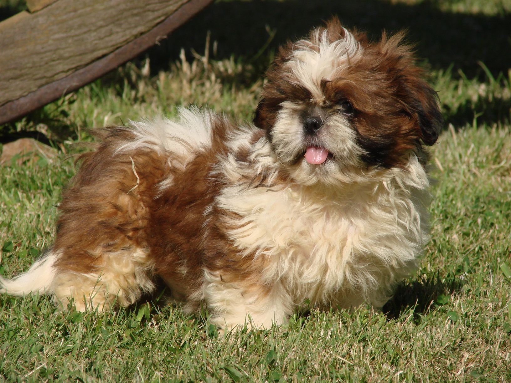 Shih tzu dans l'herbe près d'une roue en bois