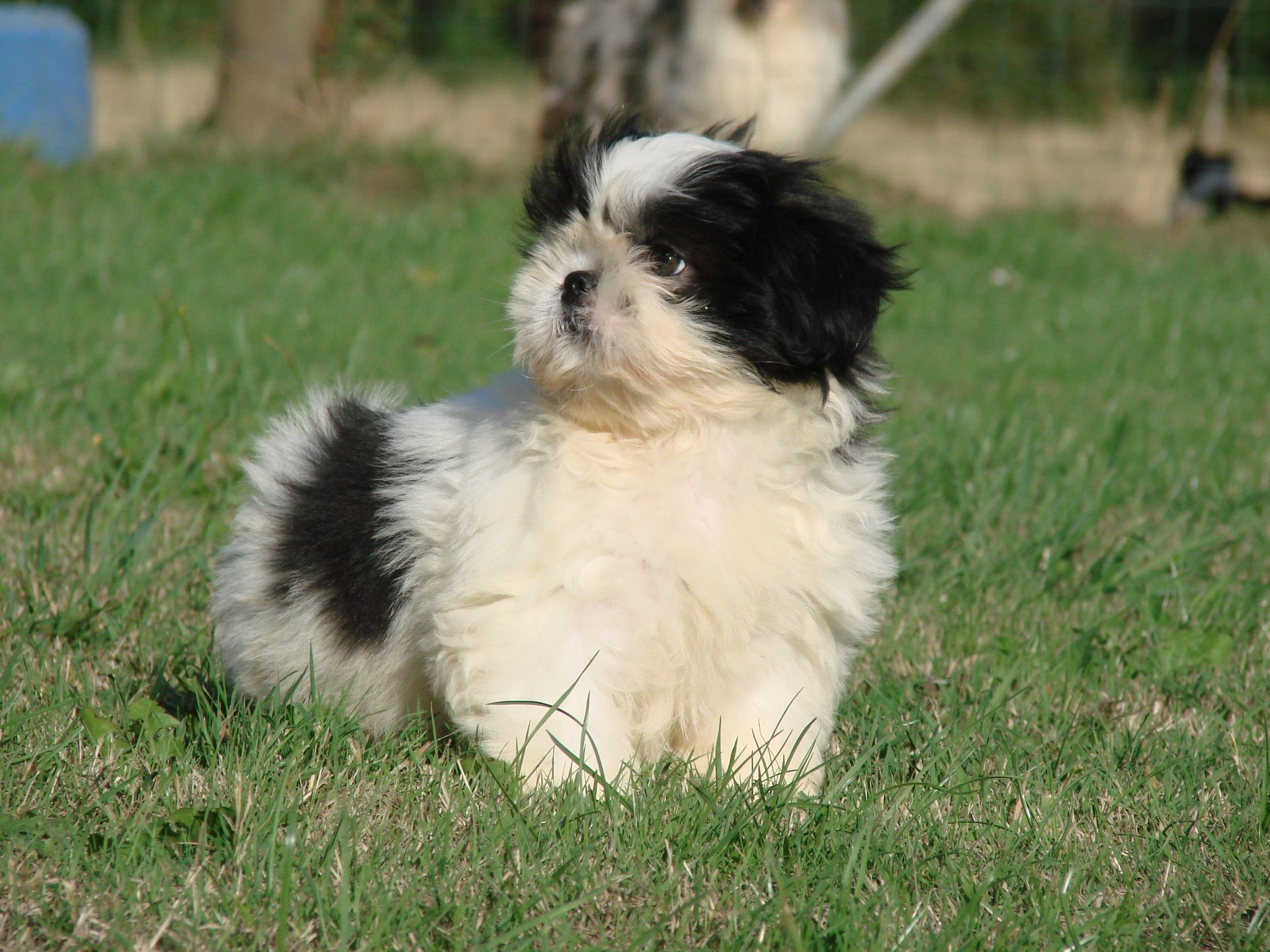 Portrait d'un jack russell