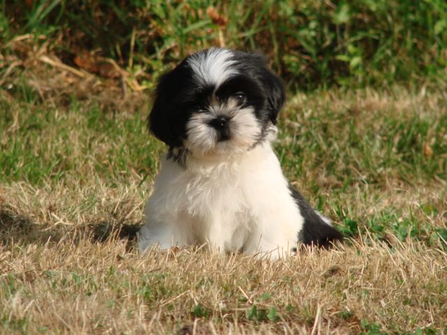 Shih tzu