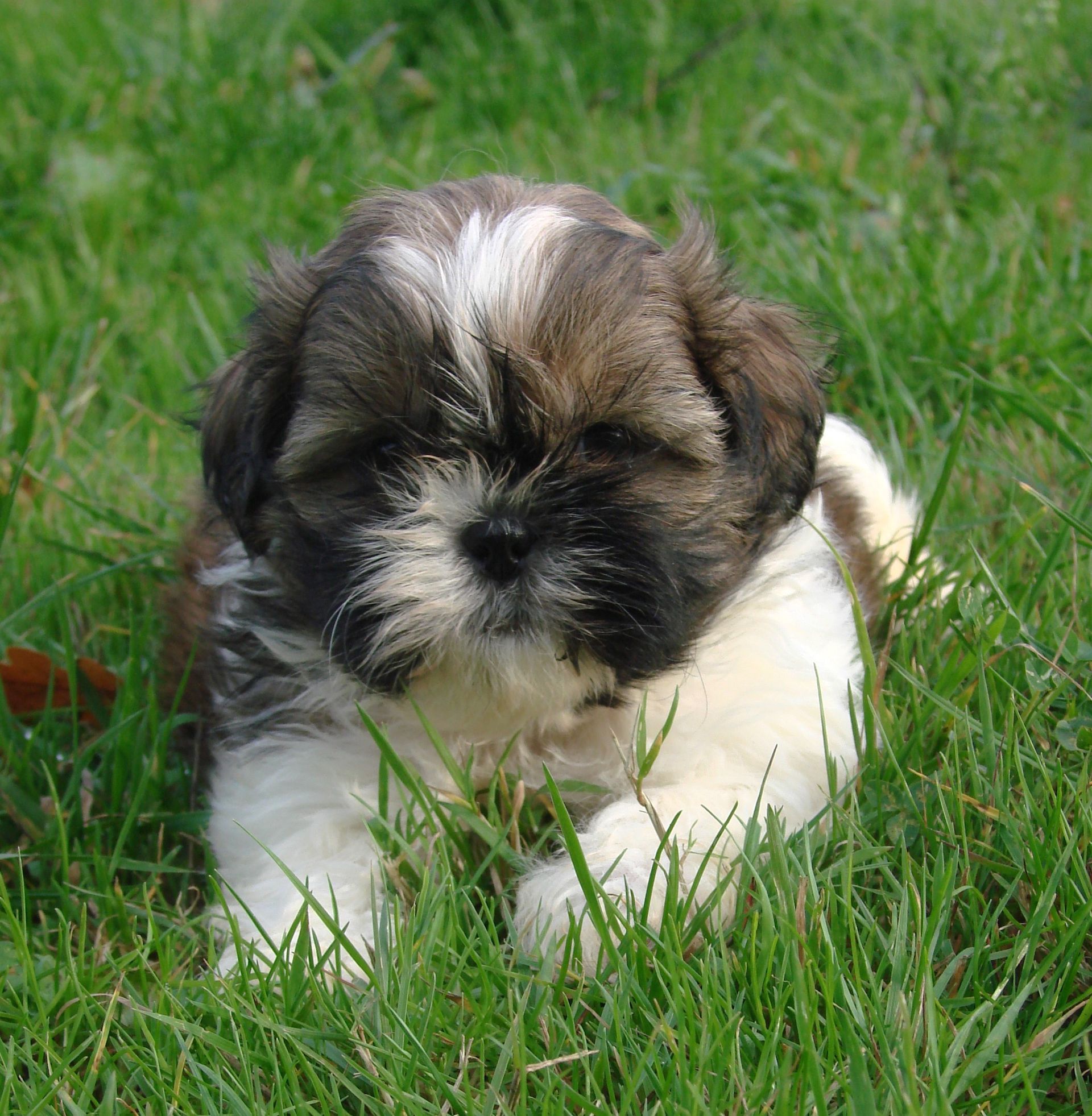 Shih tzu allongé dans l'herbe