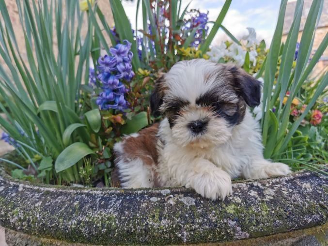 Shih tzu dans un pot de fleurs