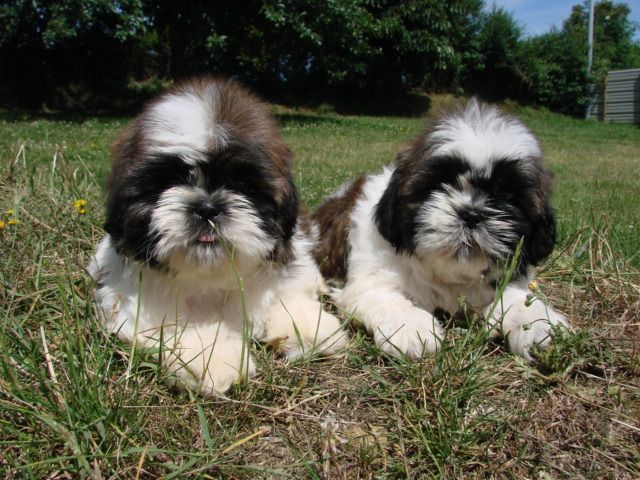 Deux shih tzu allongés dans l'herbe
