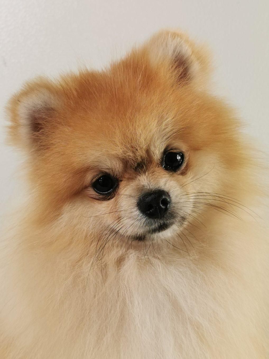 Portrait d'un spitz