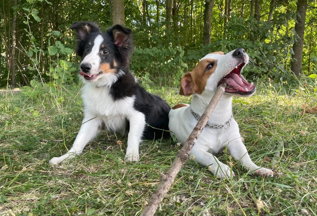 Sunny et Spike s'amusent  - La Ferme des Hallais à Tours